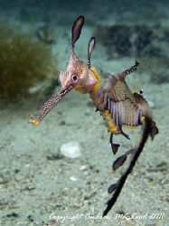 The Weedy Sea Dragon on Flinders Pier. Flinders, Australia by Andrew Macleod 